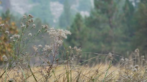 Close-up-grass-and-seed-pods-in-late-autumn-in-the-Yosemite-Valley-Yosemite-National-Park-California-1