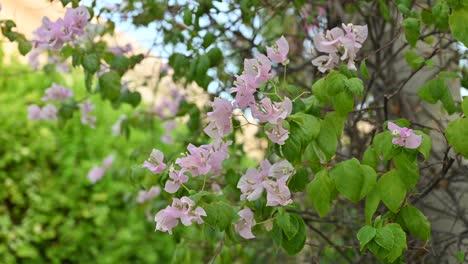 Close-up-of-blooming-Bougainvillea-flowers,-Bright-pink-paper-flower-in-a-backyard