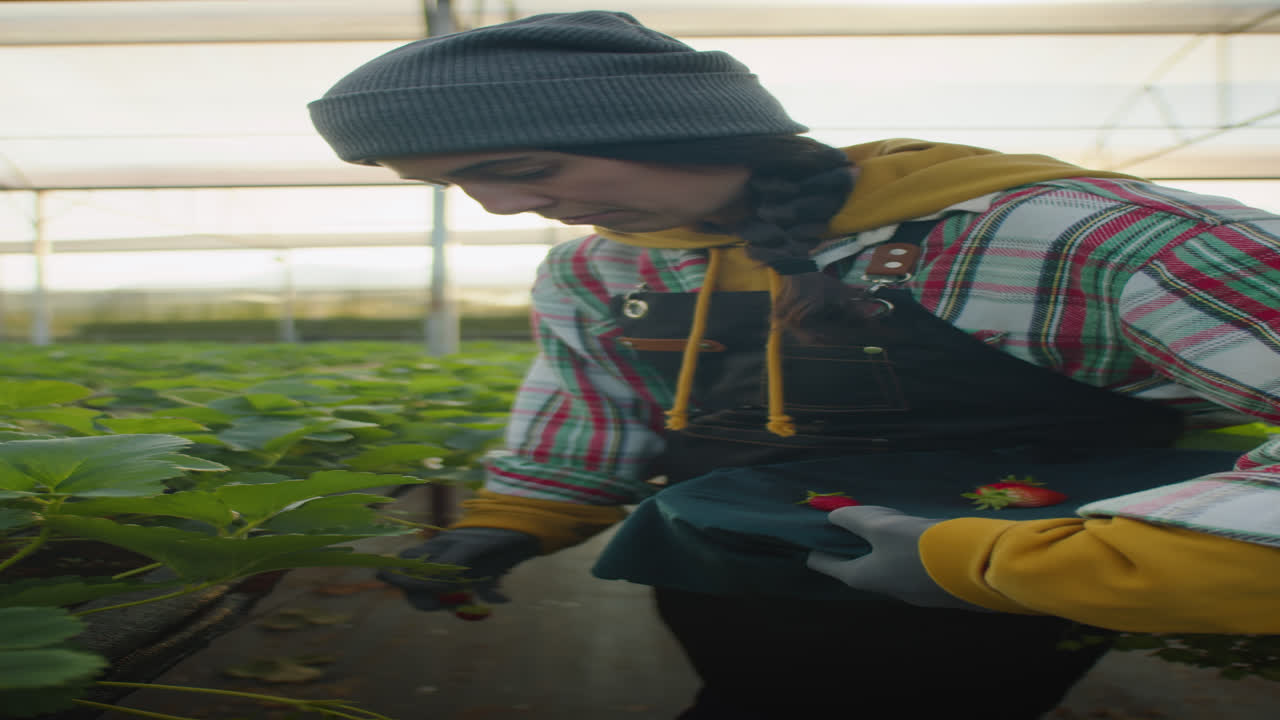 Young Woman Working at Strawberry Farm