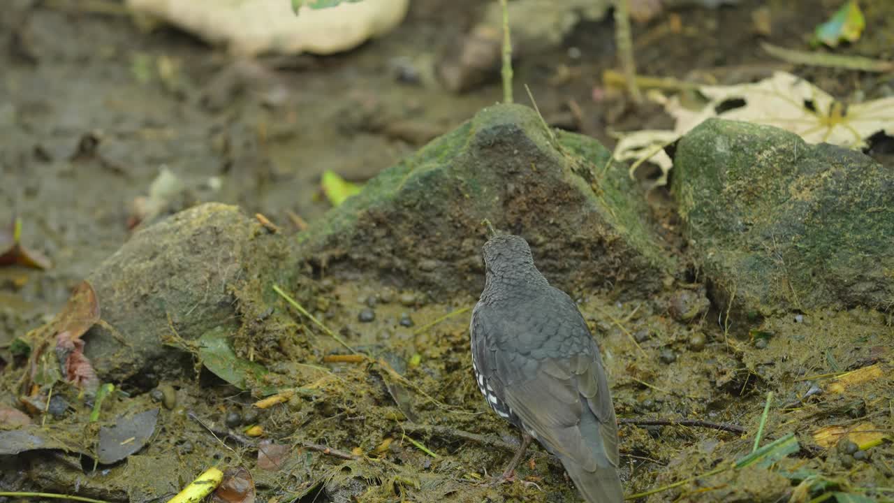 Close-up of a thrush bird on the ground in a forest