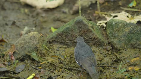 close-up of a thrush bird on the ground in a forest