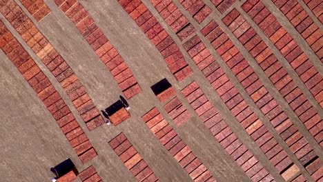 Dried-Fruit-Trays-Being-Collected-Together-In-The-Field-By-Workers-In-California-USA-During-Daytime---rotating-Aerial-Shot