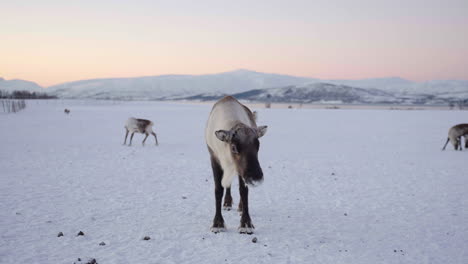 curious white caribou shot from front in snowy landscape