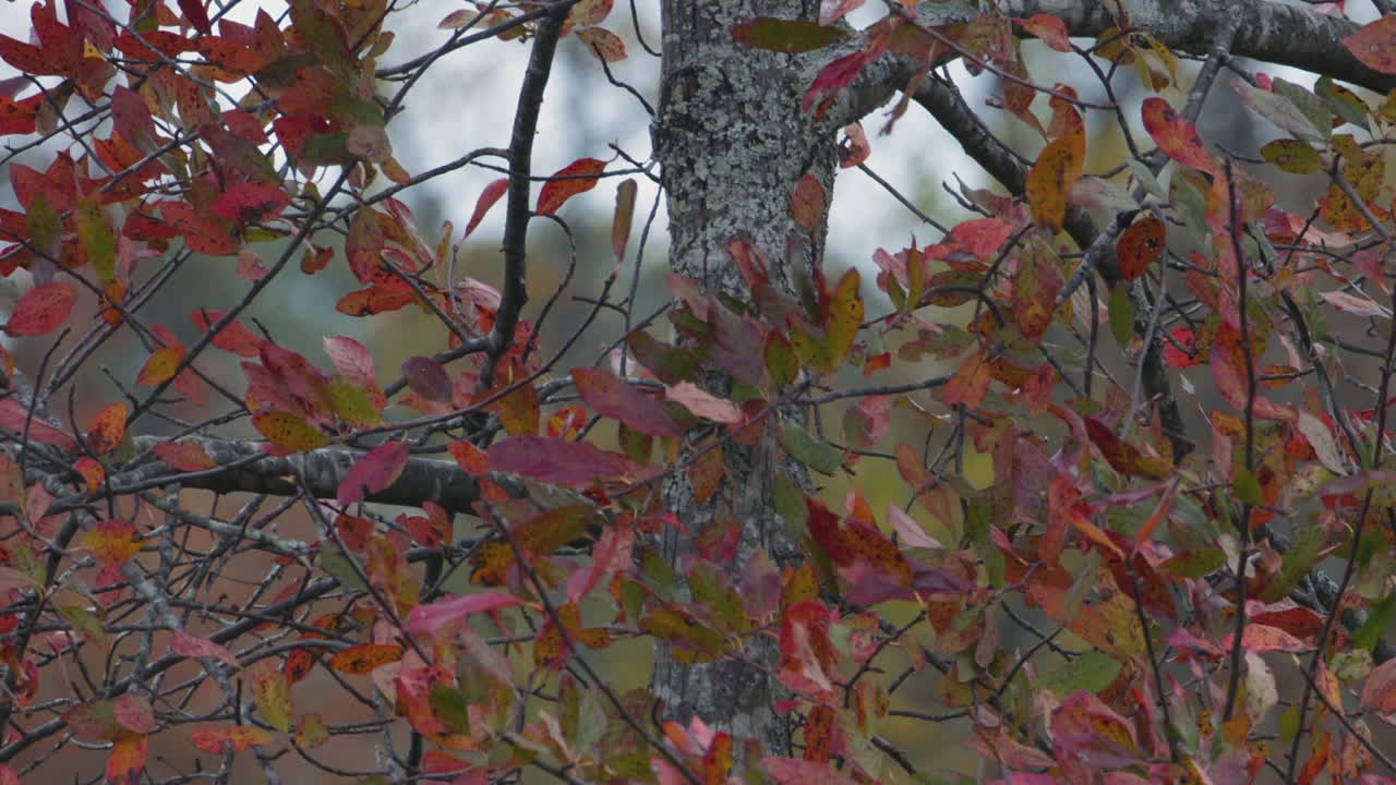 Small red and green leaves during early autumn. Medium close. Slow motion.
