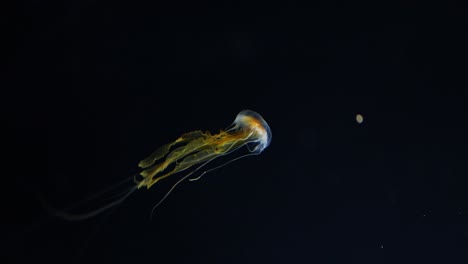 graceful jellyfish movement in a dark aquatic environment