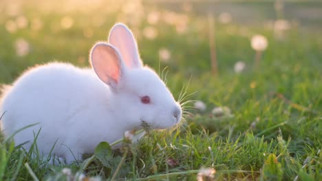 one cute white bunny is eating in a field with green grass and the setting sunlight illuminates his fur with a beautiful glow