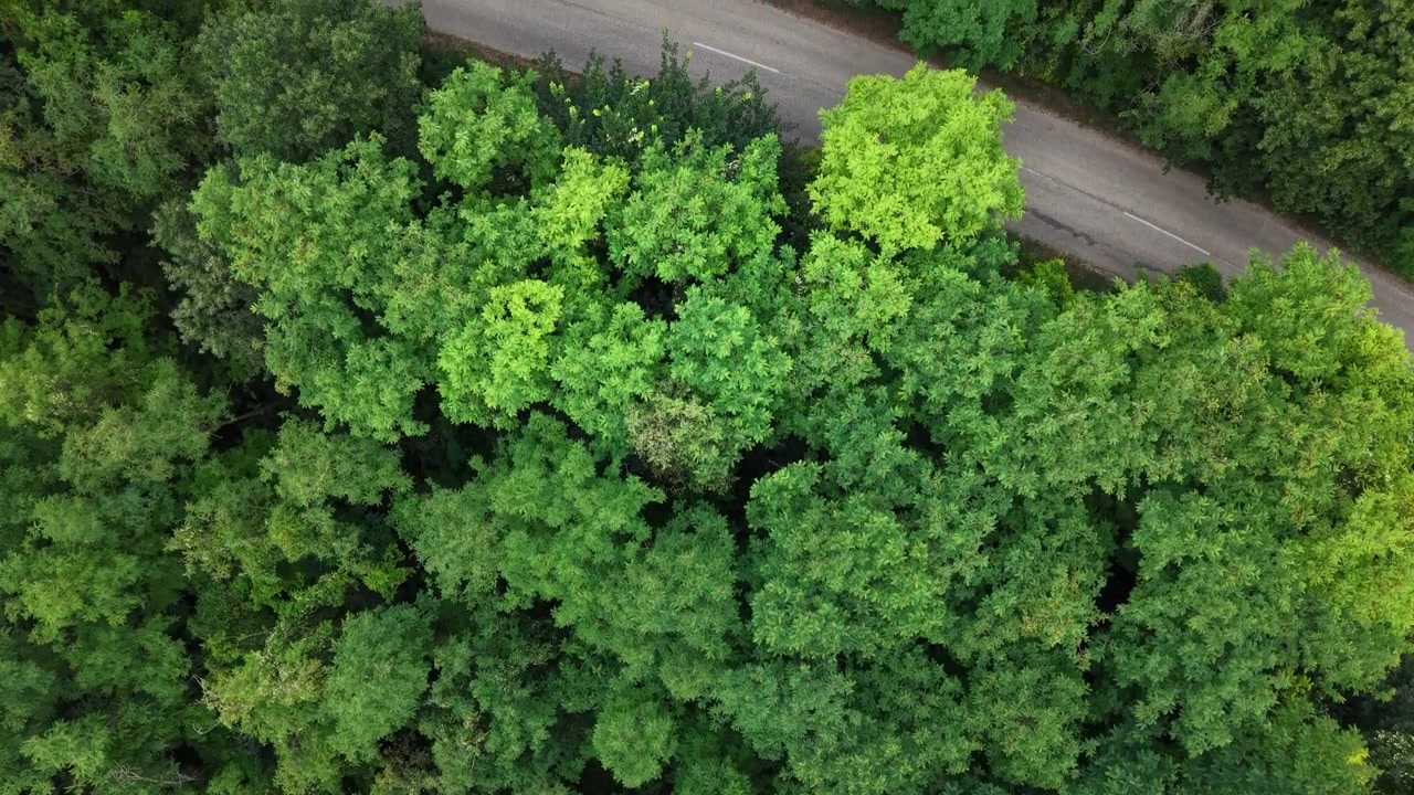 Una toma aérea con dron captura el denso y saludable dosel forestal verde, simbolizando la naturaleza exuberante, la conservación ambiental y la vitalidad ecológica