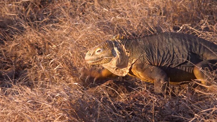 A land iguana giant lizard walks on the Galapagos Islands