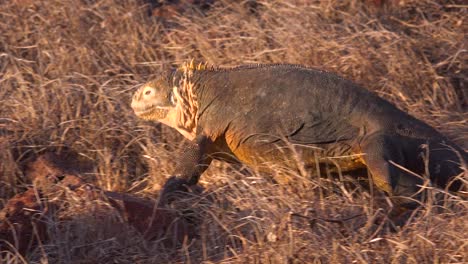 Una-Iguana-Terrestre-Lagarto-Gigante-Camina-Sobre-Las-Islas-Galápagos.