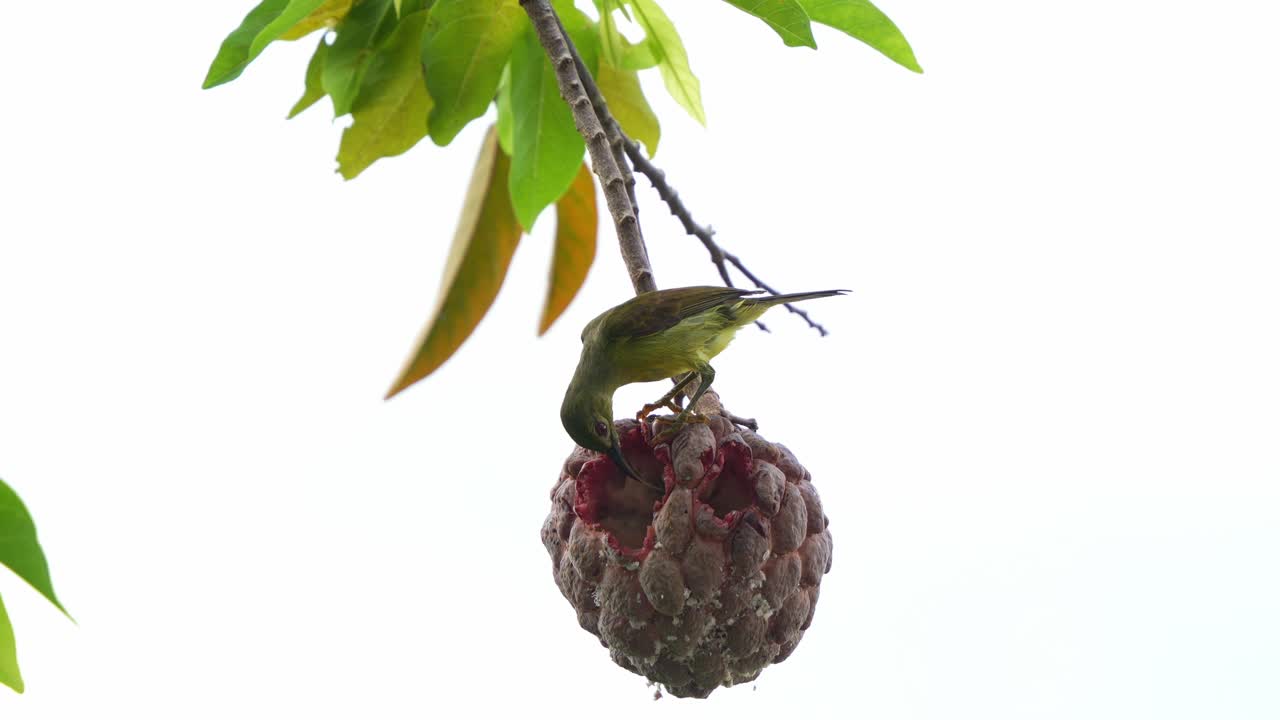 Close up shot of a female sunbird spotted perching on a red custard apple in the backyard, feeding on the ripped fruit
