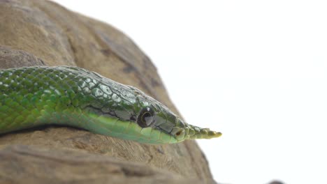 close-up of a green snake on wood