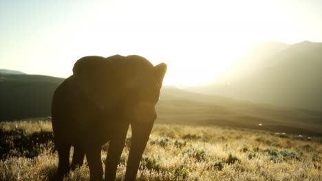 old-african-elephant-walking-in-savannah-against-sunset