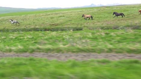 beautiful traveling shot of icelandic pony horse ponies running through the iceland countryside