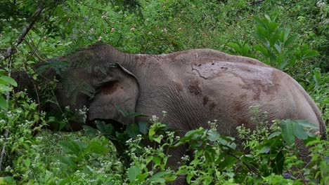 the asiatic elephants are endangered species and they are also residents of thailand