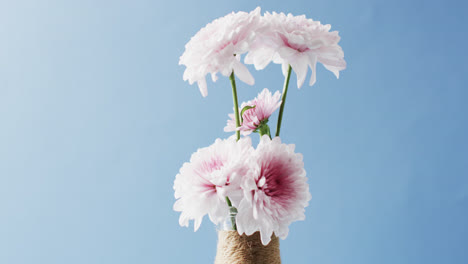 video of white and pink flowers in white vase with copy space on blue background