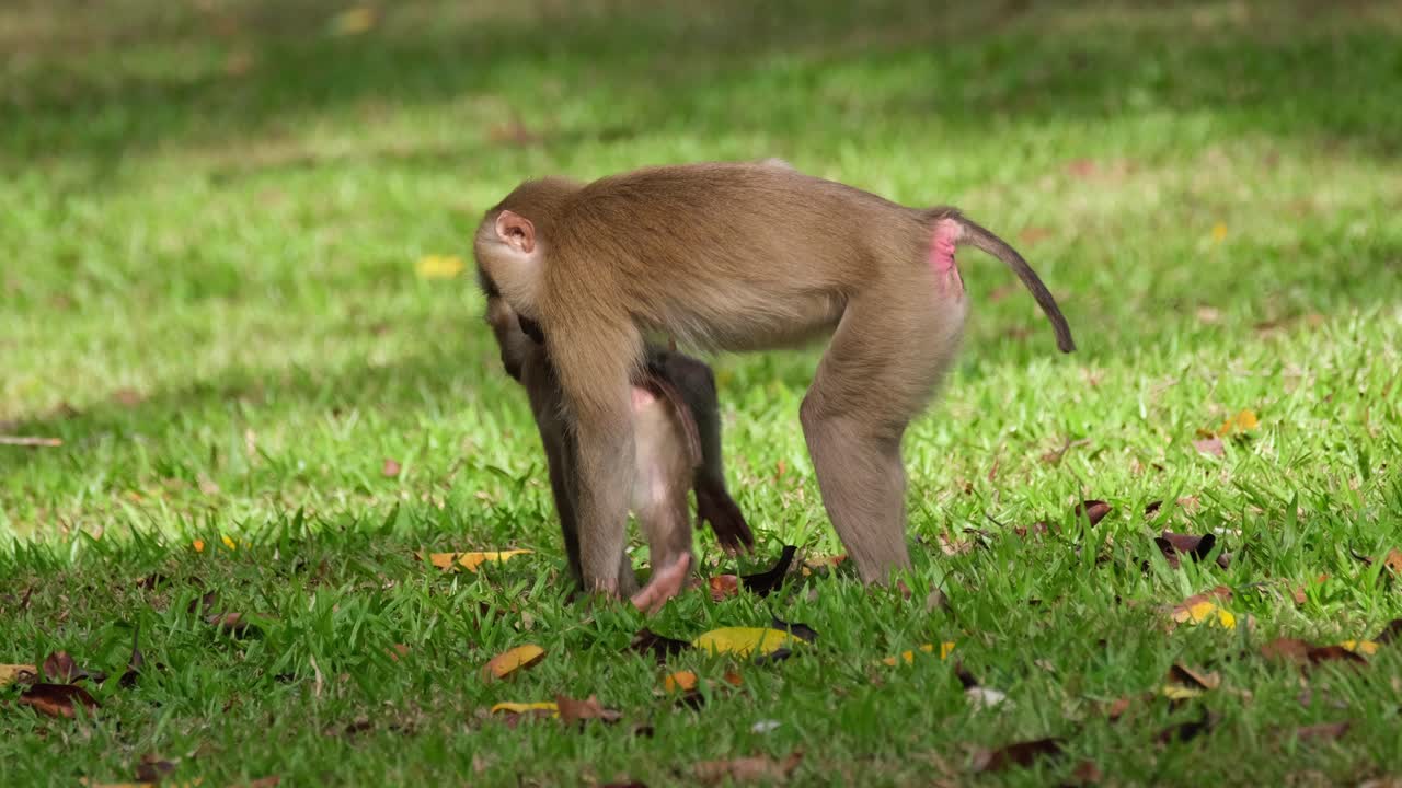 macaco de cola de cerdo del norte, macaca leonina visto rascándose el trasero mientras su bebé está debajo de ella como se ve en el parque nacional de khao yai, tailandia