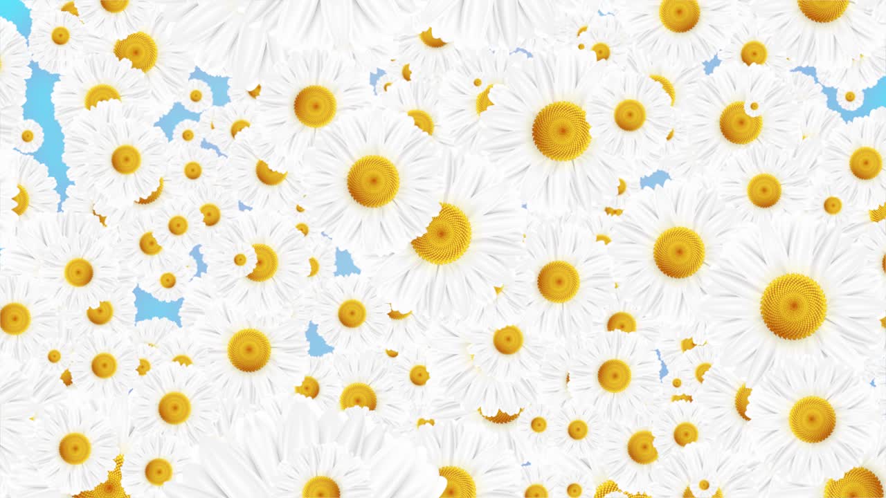 White chamomile daisy flower background falling down romantic wedding spring natural backdrop summer