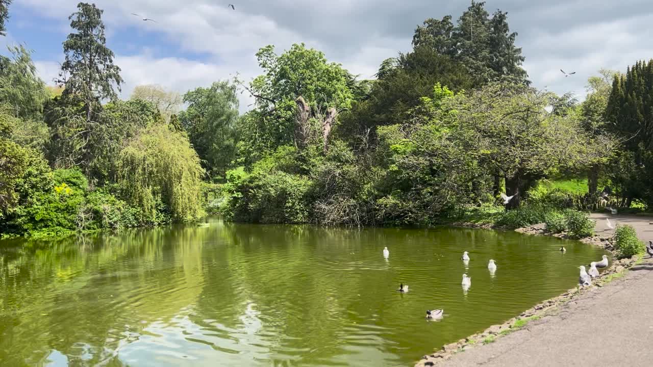 Flock of Seagulls and Ducks by Pond