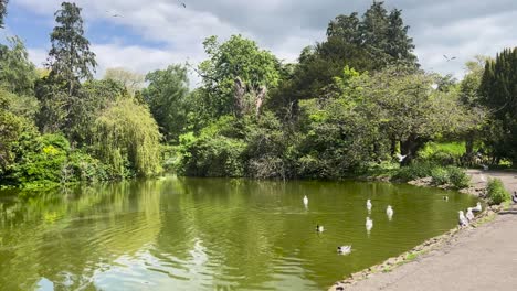 flock of seagulls and ducks by pond