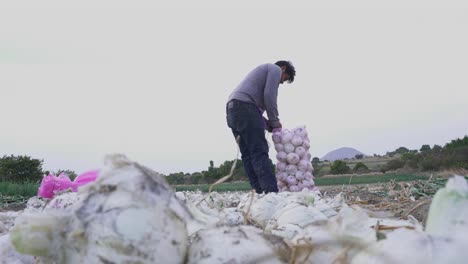 un agricultor cosechando cebollas maduras en una granja