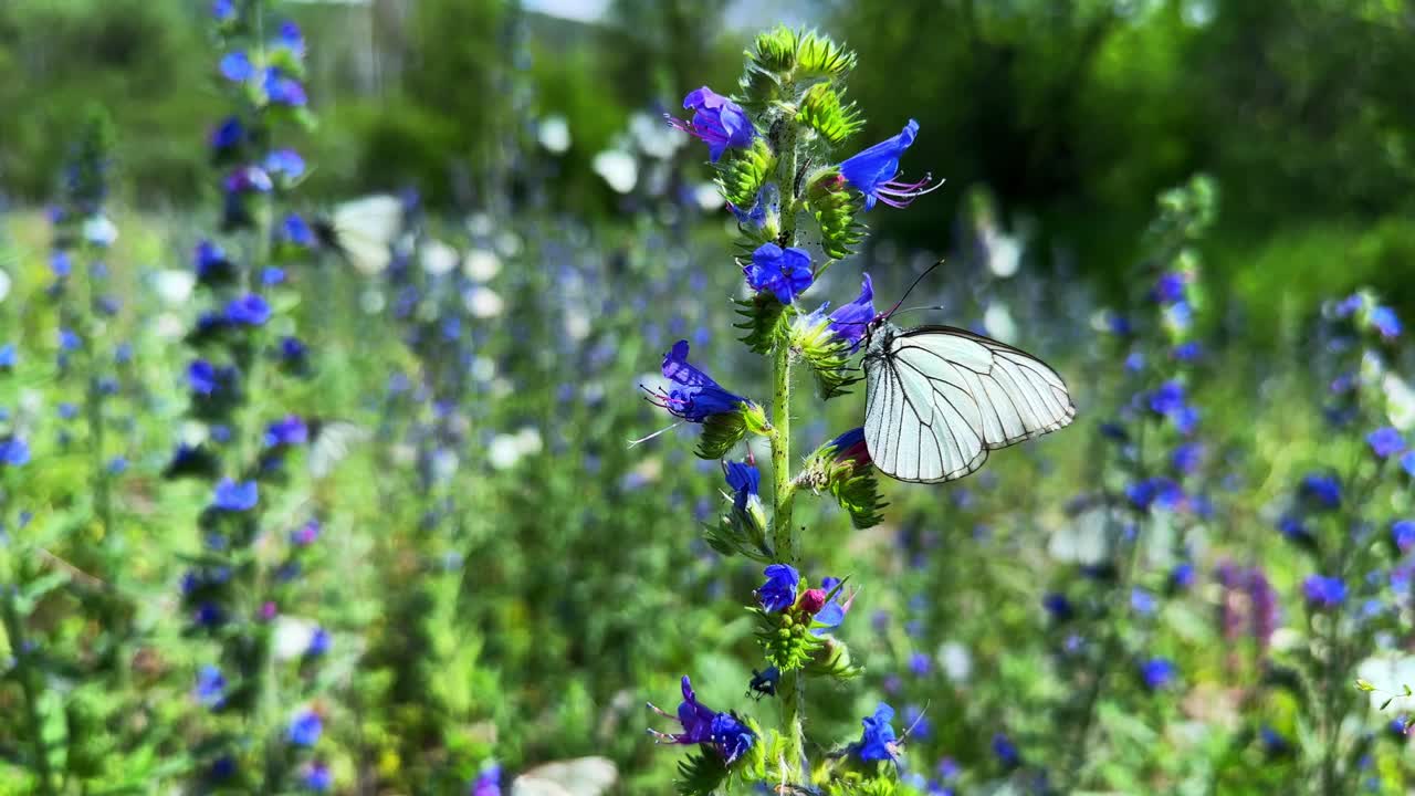 Vibrant Blue Wildflowers in Bloom: Captivating Nature's Palette Captured in Two Stunning Frames of Enchanting Floral Beauty in a Lush Green Landscape