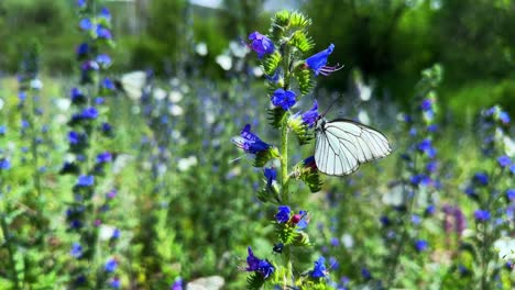 vibrant blue wildflowers in bloom: captivating nature's palette captured in two stunning frames of enchanting floral beauty in a lush green landscape