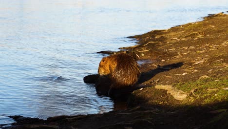 wet beaver stand on sunny ground and groom himself near river shoreline