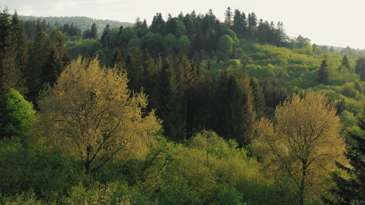 Aerial push in between vibrant golden and green treetops bathed in soft sunlight. Lush forest canopy in spring light with rolling hills in background. Bieszczady.