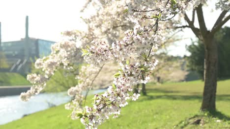 화창한 봄 아침에 벚꽃의 슬로우 모션 보기