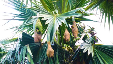 masked weaver bird nesting colony on asian palmyra palm tree