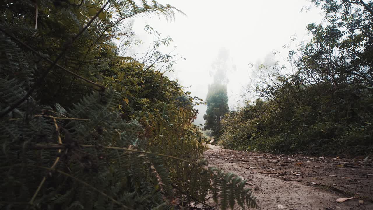Sentiero nel bosco che si rivela in una giornata nuvolosa.