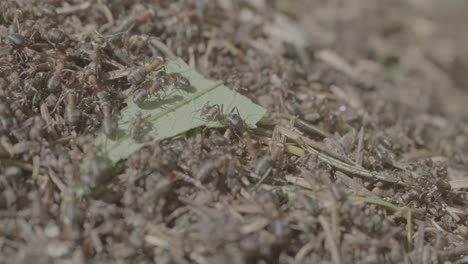 ants carrying food on a leaf