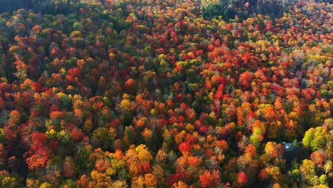 vivid dense forest on sunny autumn day, aerial view, coloful leaf in countryside landscape, drone shot