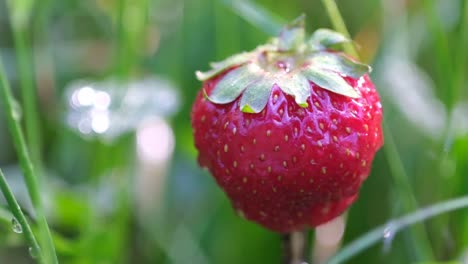 juicy strawberries closeup vibrant red berry texture slow rotation juicy strawberries closeup vibrant red berry texture slow rotation