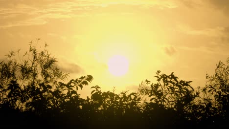 sunrise with landscape foliage silhouettes and dragonflies flying around