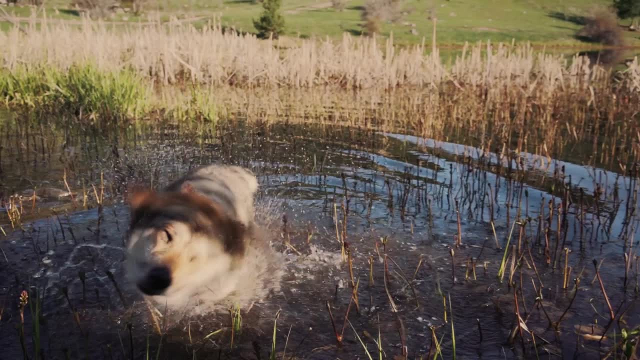 perro chapoteando en el lago en cámara lenta