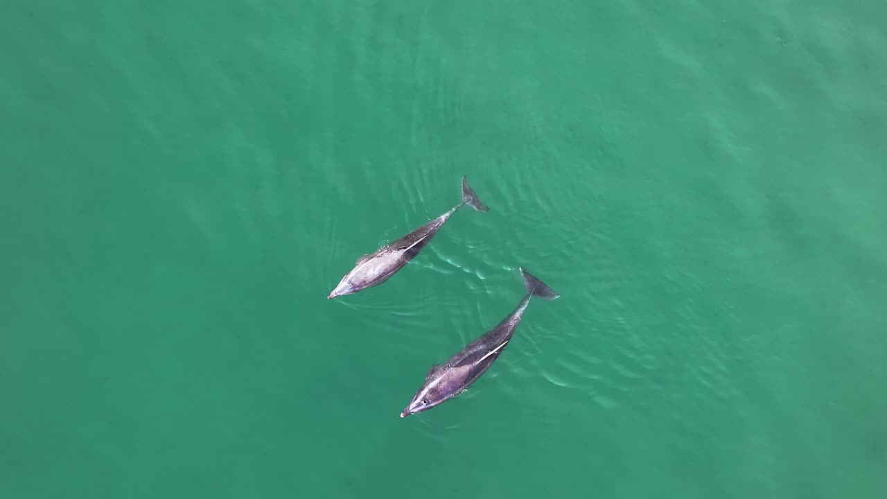 Aerial view of two dolphins gracefully skimming the surface of the water