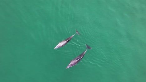 aerial view of two dolphins gracefully skimming the surface of the water