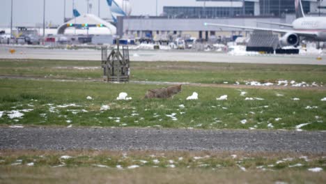 Lost-Wolf-Walks-at-Vancouver-Airport-on-Grass-Area,-Airplanes-Backdrop