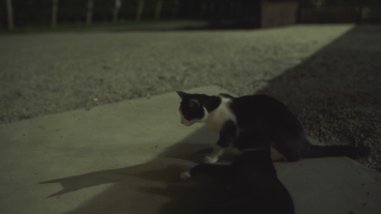 Dois gatos brincam ao ar livre à noite.