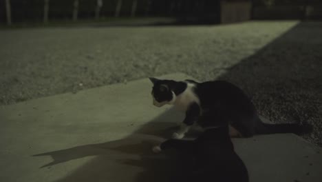 Two-cats-play-outside-at-nighttime