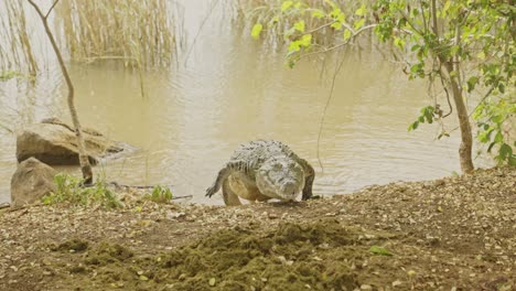 un peligroso cocodrilo sale del agua