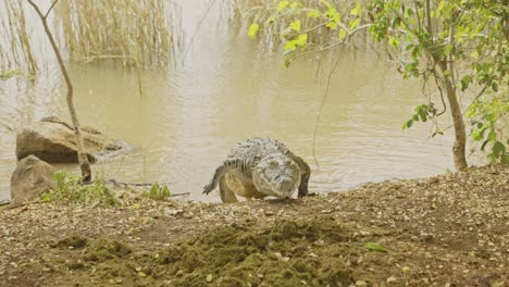 a dangerous crocodile comes out of the water