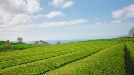 slow motion shot camera moving forward in green tea fields