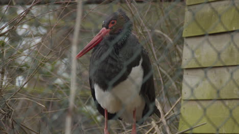 black stork moving around on nest in bird cage