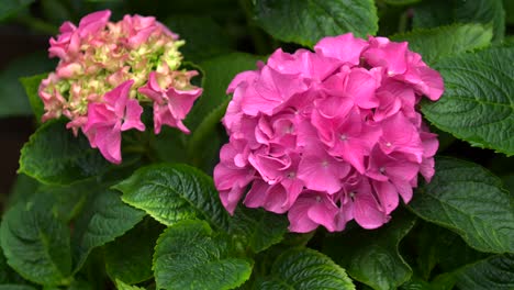 focus pull of hydrangea pink flower with green leafs