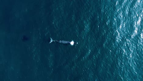 incredible beautiful whale splashing water high in slow motion in middle blue ocean