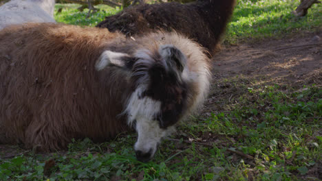 llama somnolienta es sorprendida por una hierba deliciosa repentina del cielo y luego se la come