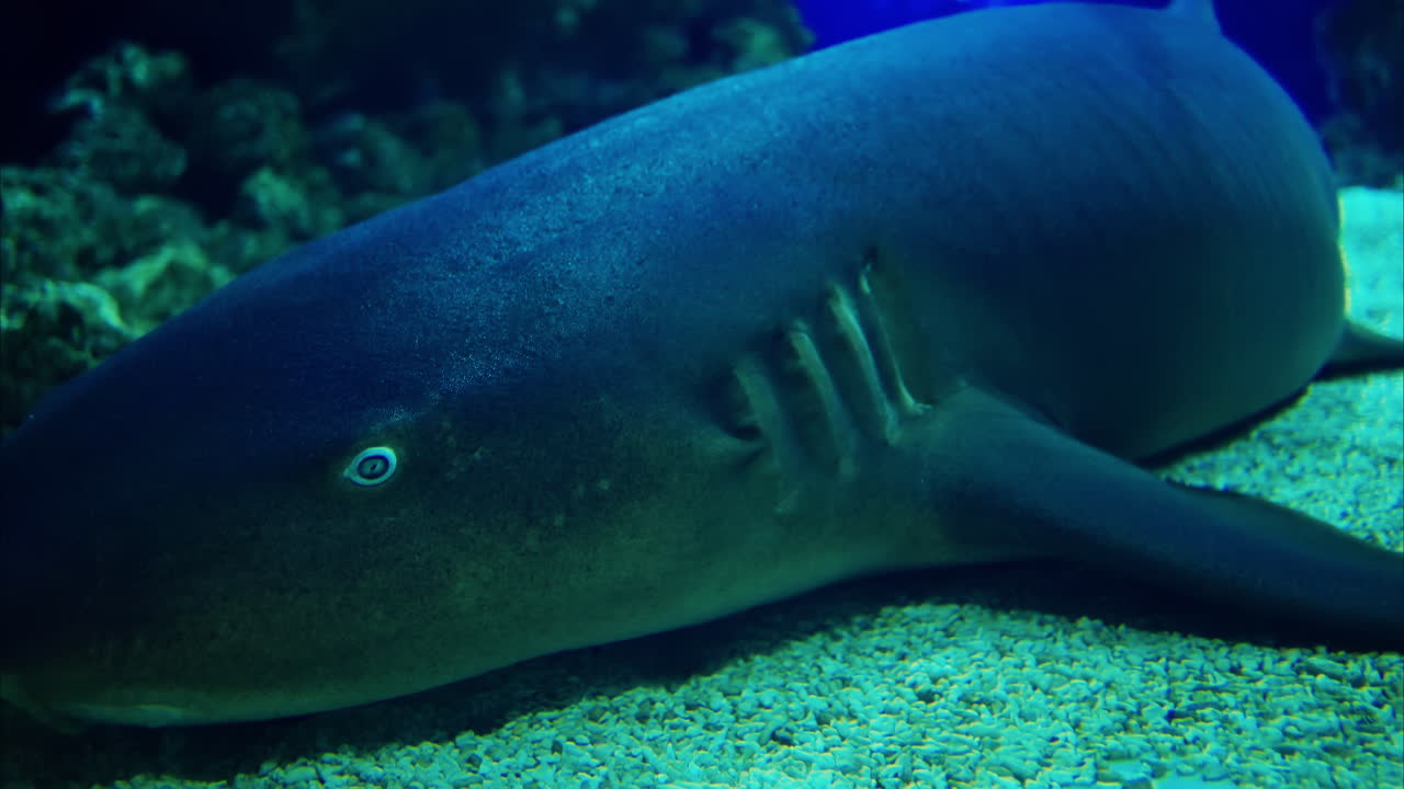 Close up of a Rhinobatos fish swimming in the water