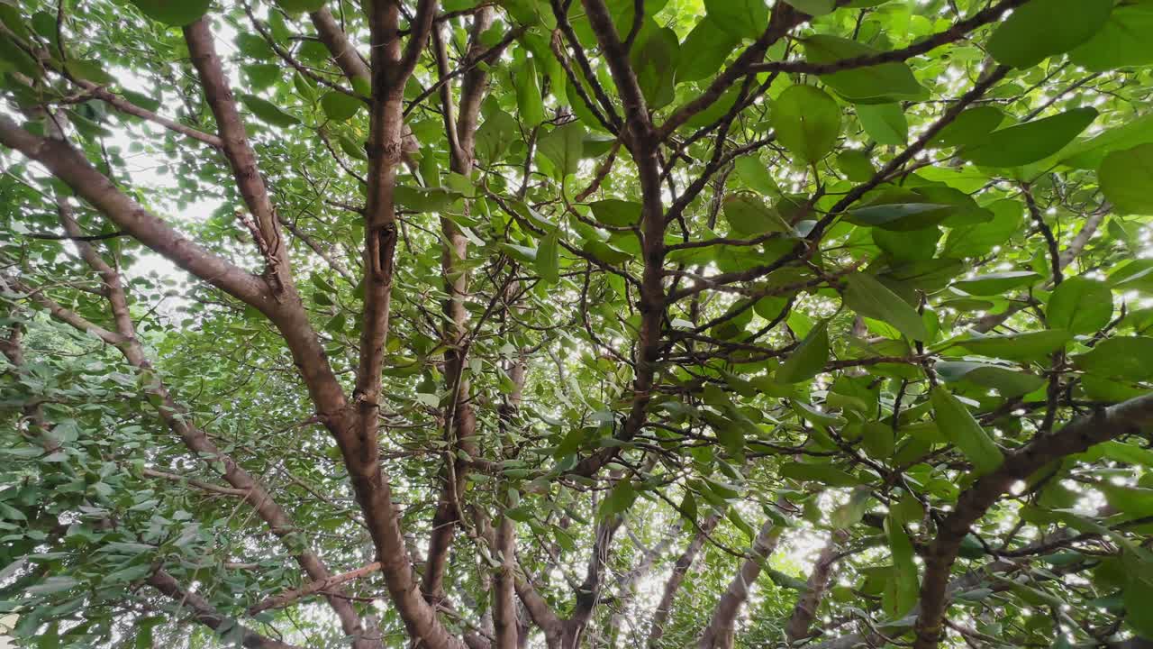 Camera circles beneath the canopy of Ficus benghalensis, showing layered branches and dense green leaves shifting gently as light filters through, creating an airy overhead view of the tree’s crown